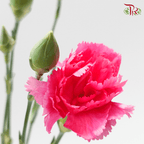 Carnation Spray 《多头康乃馨》