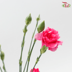 Carnation Spray 《多头康乃馨》