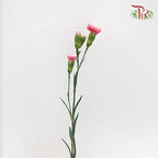 Carnation Spray - Cosmo Cherry (19-20 Stems)-Pink-Vietnam-prflorist.com.my