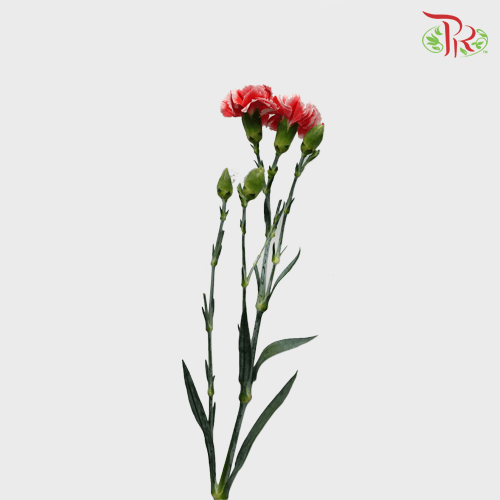 Carnation Spray 《多头康乃馨》
