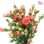 Carnation Spray - Orange With Red Line (19-20 Stems)-Orange-China-prflorist.com.my