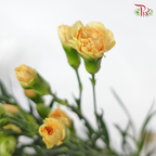 Carnation Spray - Peach (19-20 stems)-Peach-China-prflorist.com.my