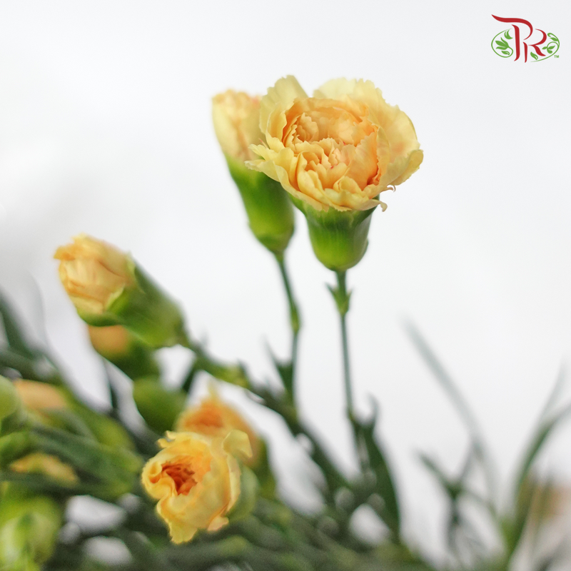 Carnation Spray - Peach (19-20 stems)-Peach-China-prflorist.com.my