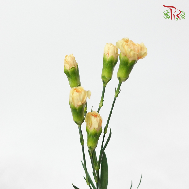 Carnation Spray - Peach (19-20 stems)-Peach-China-prflorist.com.my
