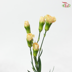 Carnation Spray - Peach (19-20 stems)-Peach-China-prflorist.com.my