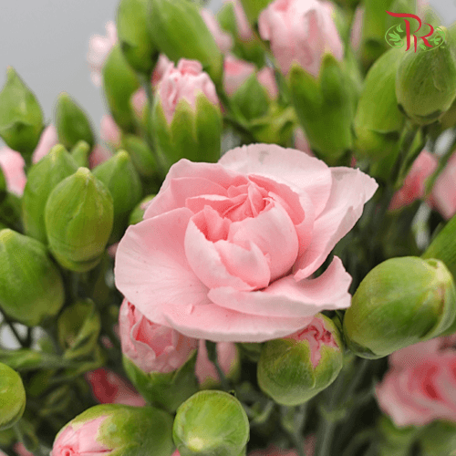 Carnation Spray - Pink (19-20 Stems)-Pink-Malaysia-prflorist.com.my