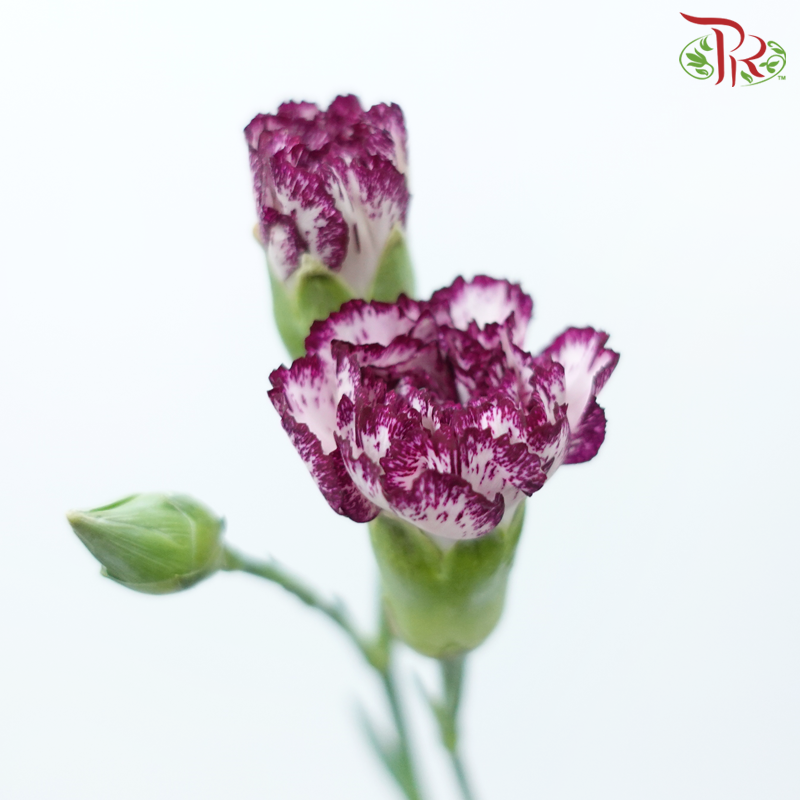 Carnation Spray - Purple Fairy (19-20 Stems)-White With Purple Outline-China-prflorist.com.my