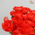 Carnation Spray - Romany Orange (19-20 Stems)-Orange-Vietnam-prflorist.com.my