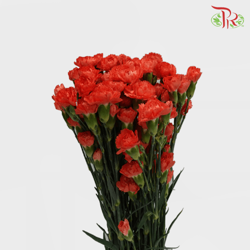 Carnation Spray - Romany Orange (19-20 Stems)-Orange-Vietnam-prflorist.com.my