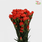 Carnation Spray - Romany Orange (19-20 Stems)-Orange-Vietnam-prflorist.com.my