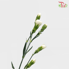 Carnation Spray - Westcrystal (19-20 Stems)-White-Vietnam-prflorist.com.my