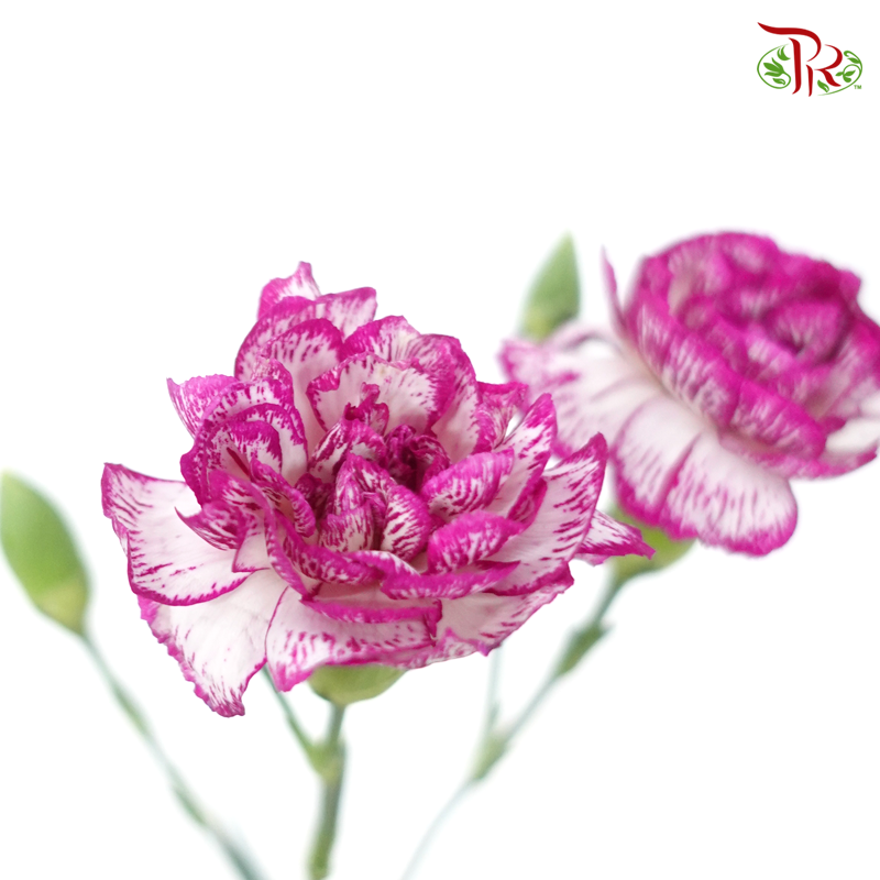 Carnation Spray - White Violet (19-20 Stems)-White With Purple Outline-China-prflorist.com.my