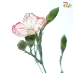 Carnation Spray - White With Red Line (19-20 Stems)-White-China-prflorist.com.my
