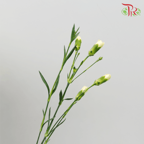 Carnation Spray - Xanthe (19-20 Stems)-Yellow-Vietnam-prflorist.com.my