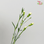 Carnation Spray - Yellow (19-20 Stems)-Yellow-China-prflorist.com.my