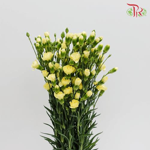 Carnation Spray - Yellow (20 Stems)-Yellow-Malaysia-prflorist.com.my