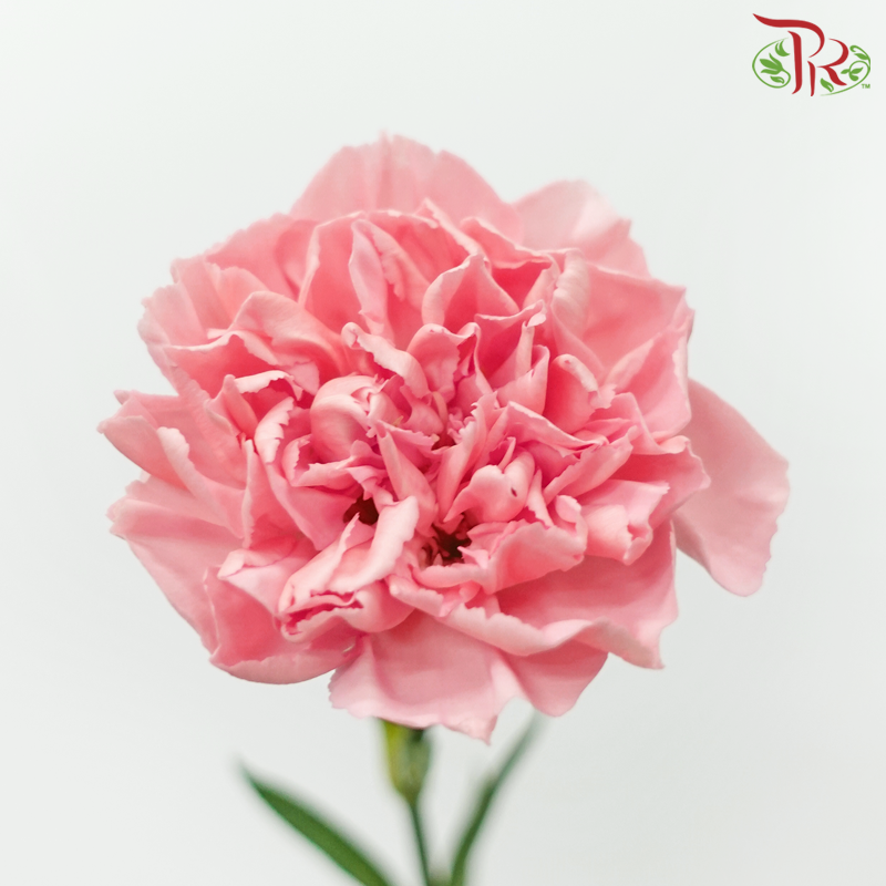 Carnation - St.Car Cerisier (19-20 Stems)-Peach-Vietnam-prflorist.com.my