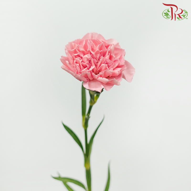 Carnation - St.Car Cerisier (19-20 Stems)-Peach-Vietnam-prflorist.com.my
