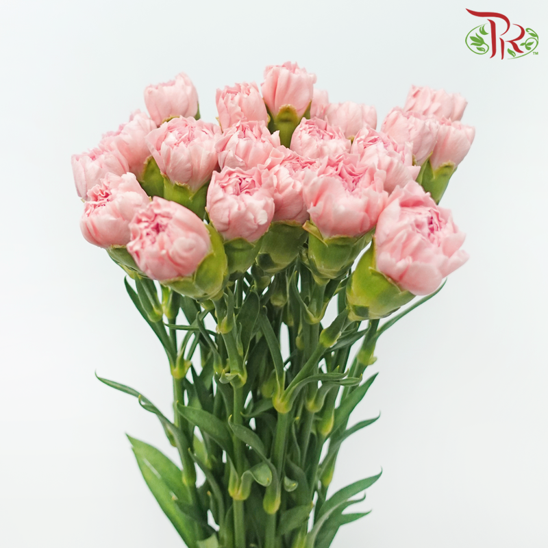 Carnation - St.Car Cerisier (19-20 Stems)-Peach-Vietnam-prflorist.com.my
