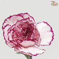 Carnation - St Car Perfect (18-20 Stems)-Purple-Vietnam-prflorist.com.my