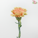 Carnation - ST. Mocha (18-20 Stems)-Mocha-China-prflorist.com.my