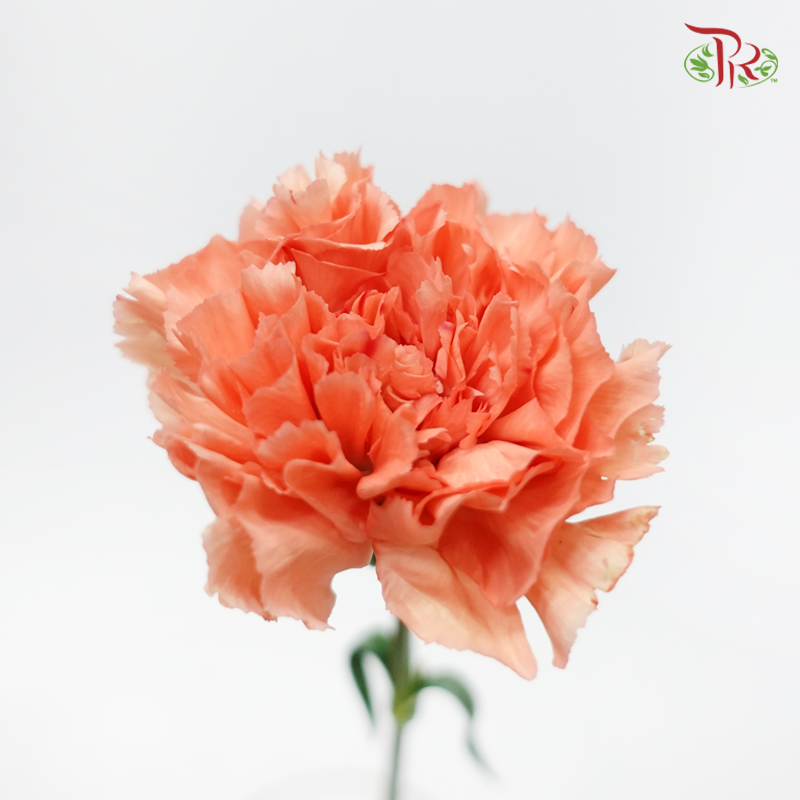 Carnation - Tamarindo (10 Stems)-Orange-Kenya-prflorist.com.my