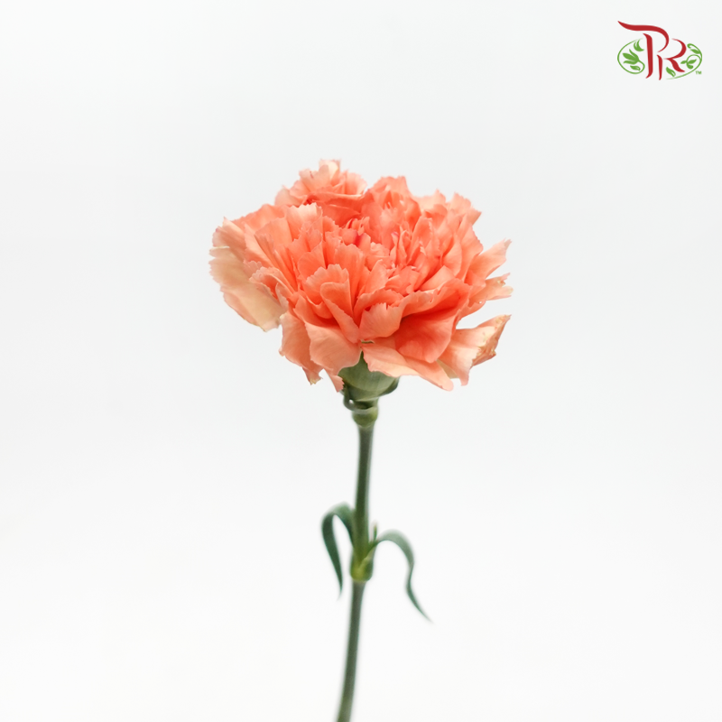Carnation - Tamarindo (10 Stems)-Orange-Kenya-prflorist.com.my