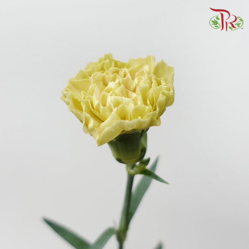 Carnation - Tea Green (18-20 Stems)-Green-China-prflorist.com.my