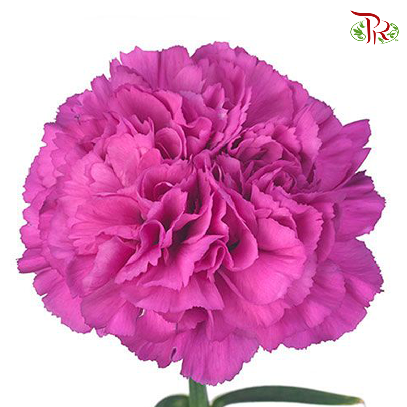 Carnation - Tiepolo Fuscia (10 Stems)-Pink-Columbia-prflorist.com.my