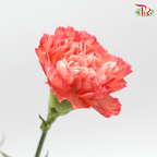 Carnation - Tone Orange ( 18-20stems )-Orange-China-prflorist.com.my