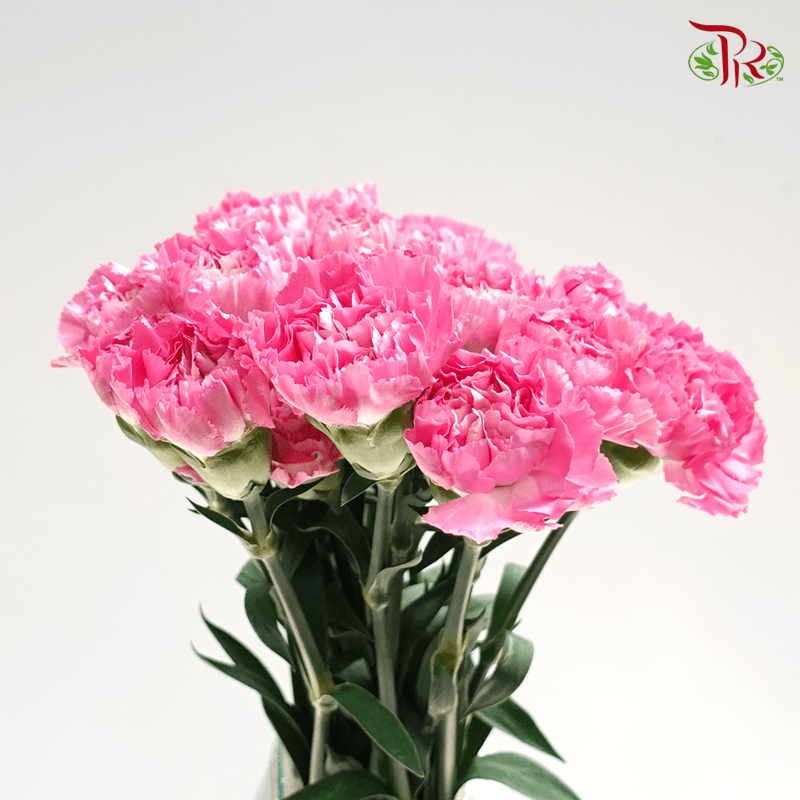 Carnation - Tonic Golem ( 18-20stems )-Vietnam-prflorist.com.my