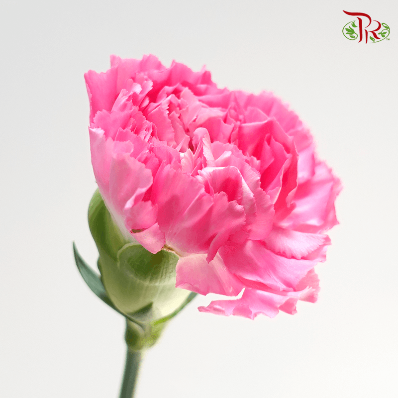 Carnation - Tonic Golem ( 18-20stems )-Vietnam-prflorist.com.my