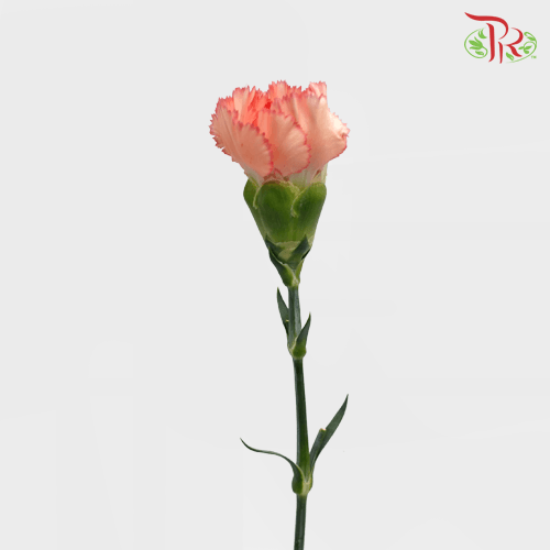 Carnation - Two Tone Orange (18-20 Stems)-Orange-China-prflorist.com.my
