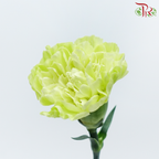 Carnation - Wasabi Green (19-20 Stems)-Green-Vietnam-prflorist.com.my