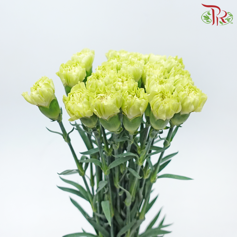 Carnation - Wasabi Green (19-20 Stems)-Green-Vietnam-prflorist.com.my