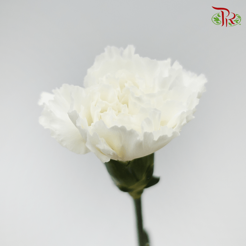 Carnation - White (10 Stems)-White-Columbia-prflorist.com.my