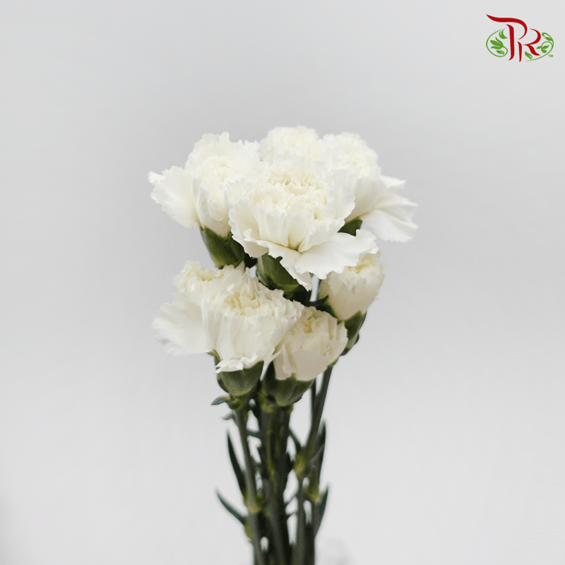 Carnation - White (10 Stems)-White-Columbia-prflorist.com.my