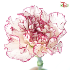 Carnation - White With Burgundy Line (18-20 Stems)-White-China-prflorist.com.my