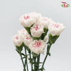 Carnation《康乃馨》