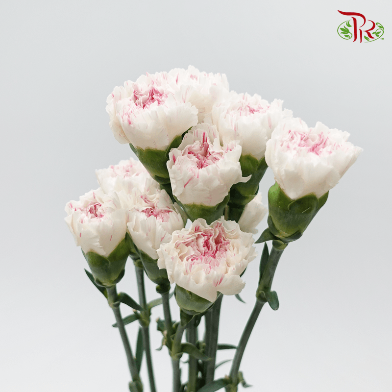 Carnation《康乃馨》