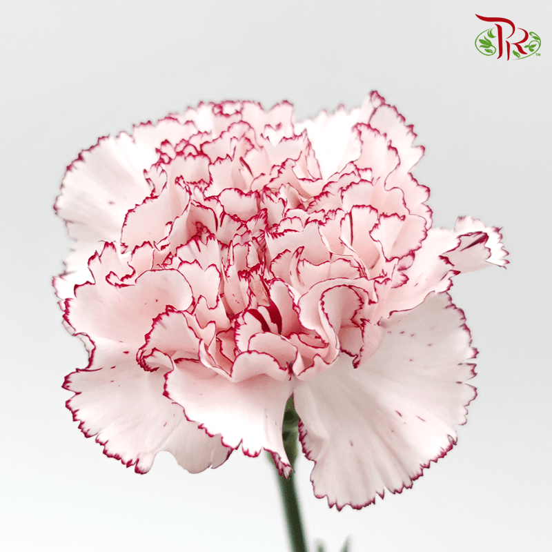 Carnation - With Purple Line (10 Stems)-Columbia-prflorist.com.my