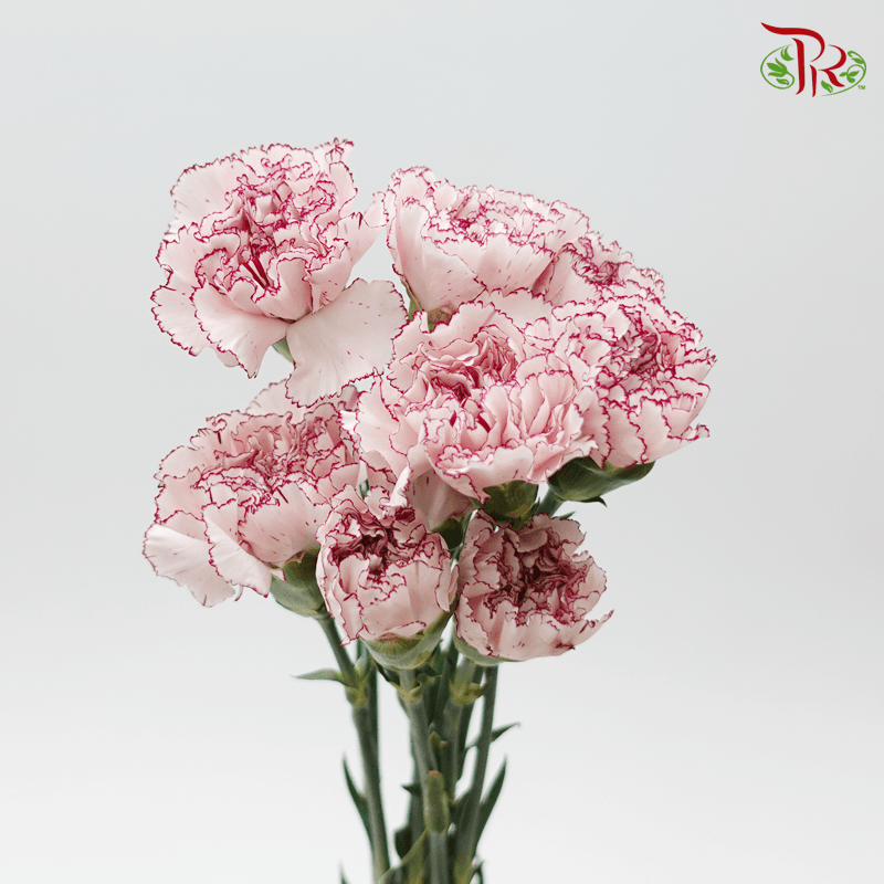 Carnation - With Purple Line (10 Stems)-Columbia-prflorist.com.my