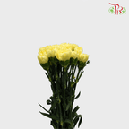Carnation - Yellow (18-20 Stems)-Yellow-Malaysia-prflorist.com.my