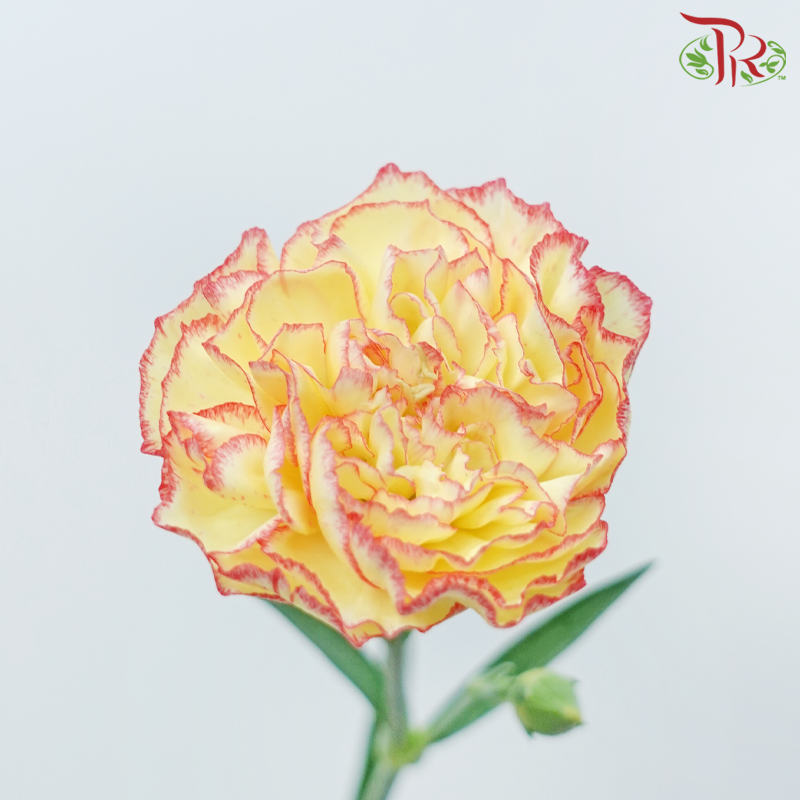 Carnation - Yellow Vianna (19-20 Stems)-Yellow With Red Lining-Vietnam-prflorist.com.my