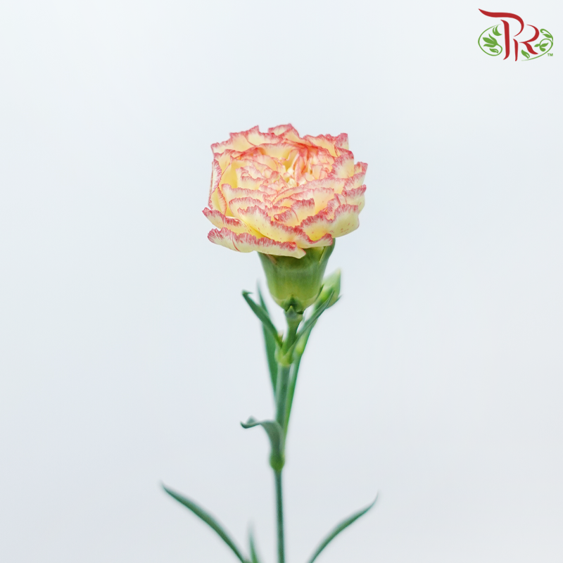 Carnation - Yellow Vianna (19-20 Stems)-Yellow With Red Lining-Vietnam-prflorist.com.my