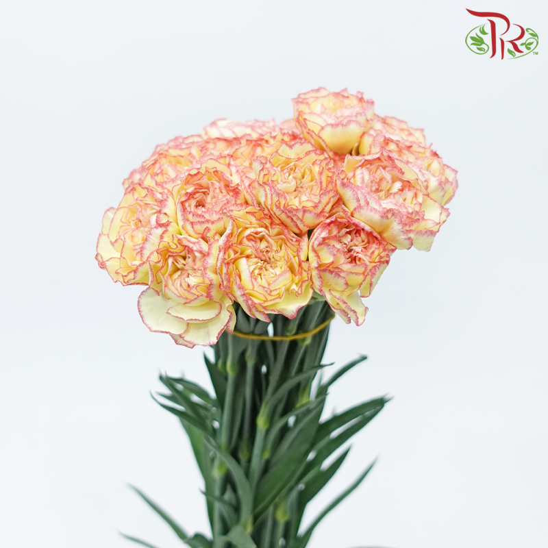 Carnation《康乃馨》