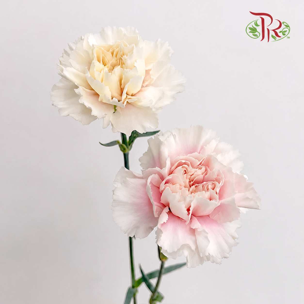 Carnation《康乃馨》