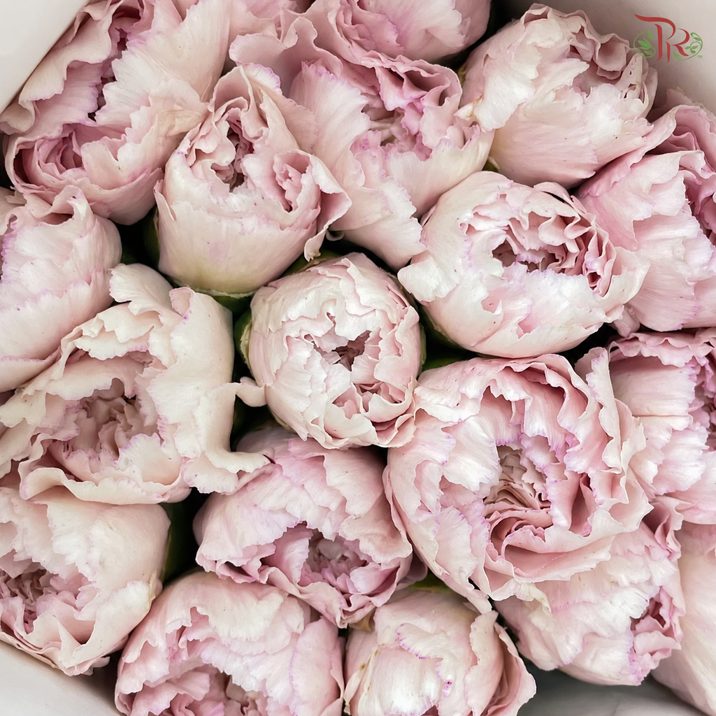 Carnation《康乃馨》