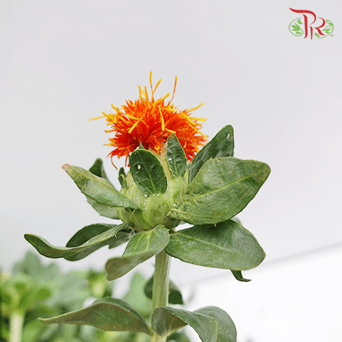 Carthamus - (5 Stems)-Orange-Netherland-prflorist.com.my