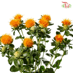 Carthamus - (Per Bunch)-Orange-China-prflorist.com.my